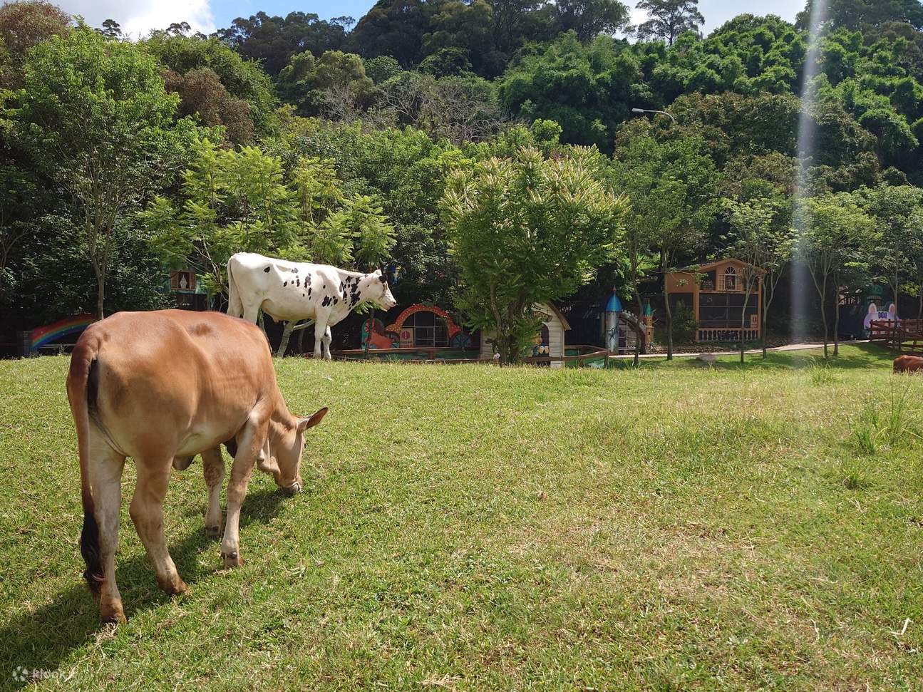 Miaoli : Expérience de camping à Green Villa｜Un séjour, un repas